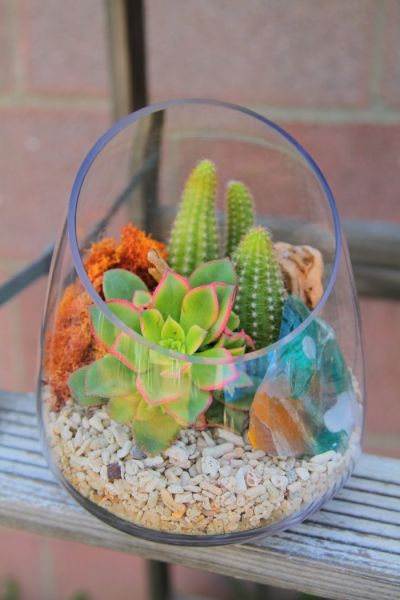 Композиции из суккулентов своими руками