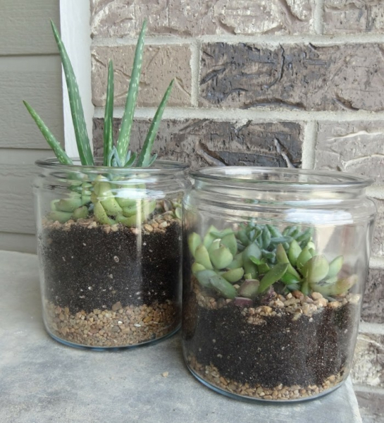 Композиции из суккулентов своими руками