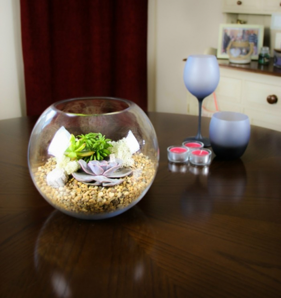 Композиции из суккулентов своими руками