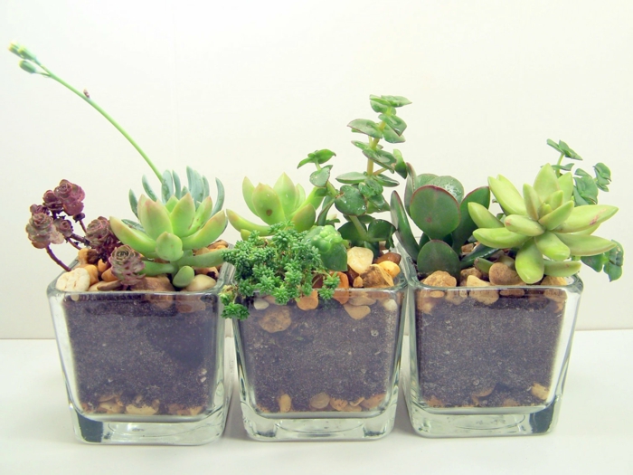 Композиции из суккулентов своими руками