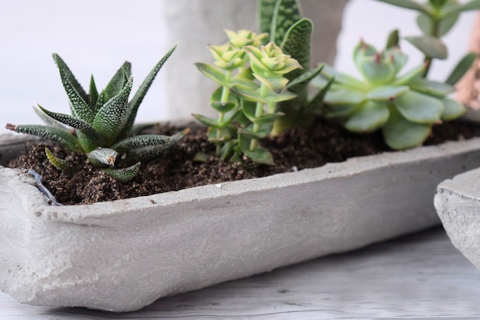 Композиции из суккулентов своими руками