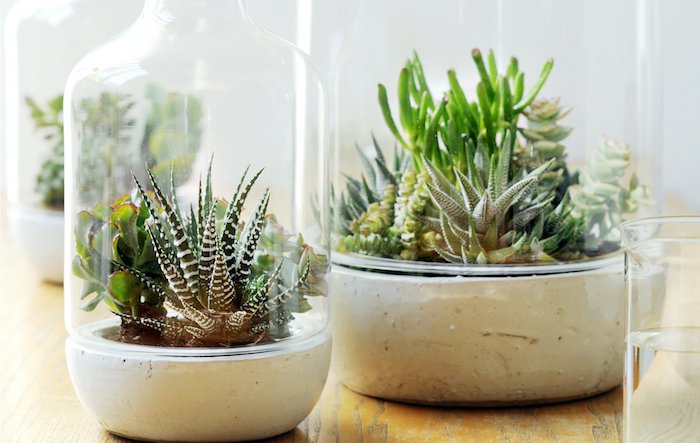 Композиции из суккулентов своими руками
