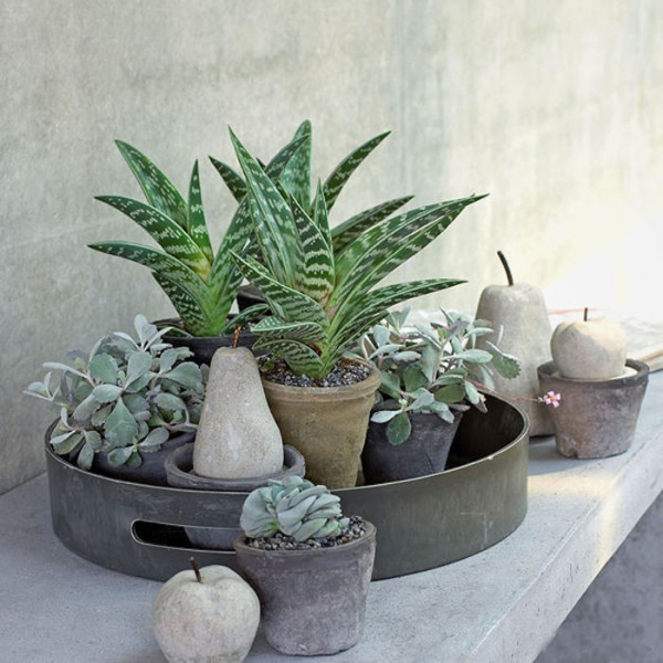 Композиции из суккулентов своими руками