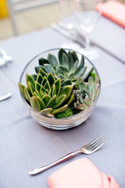 Композиции из суккулентов своими руками