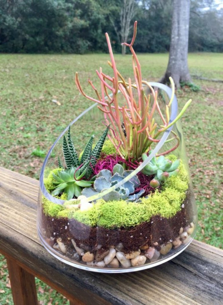 Композиции из суккулентов своими руками