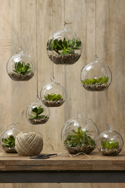 Композиции из суккулентов своими руками