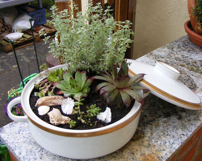 Композиции из суккулентов своими руками