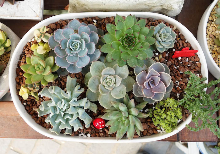 Композиции из суккулентов своими руками