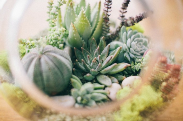 Композиции из суккулентов своими руками