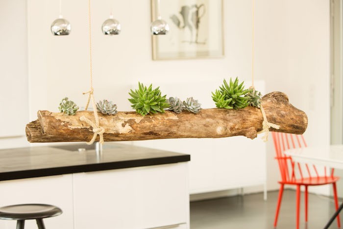 Композиции из суккулентов своими руками