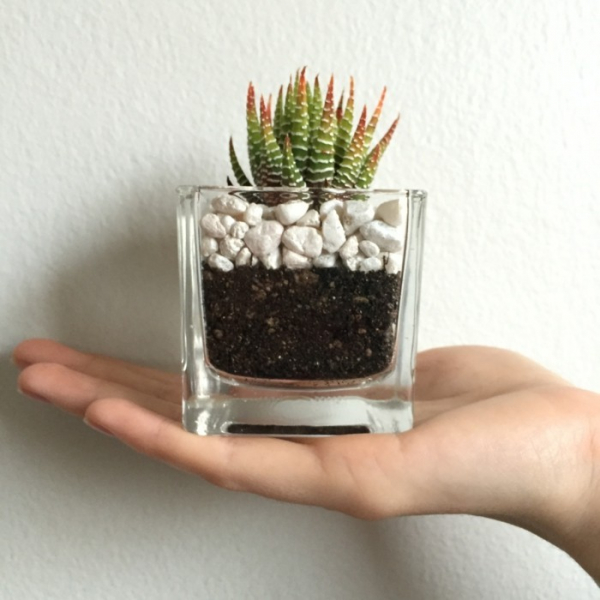 Композиции из суккулентов своими руками