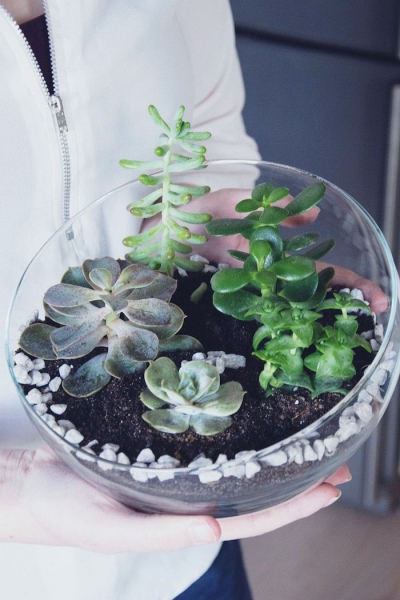 Композиции из суккулентов своими руками