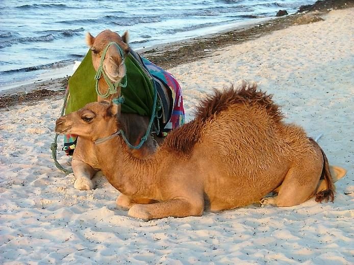 Любопытные факты о верблюдах