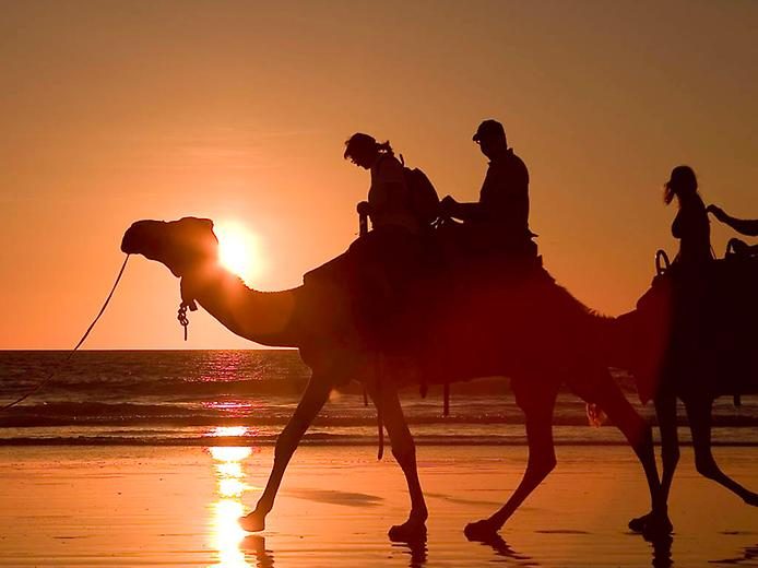 Любопытные факты о верблюдах