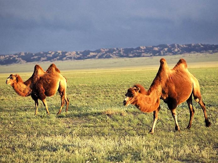 Любопытные факты о верблюдах