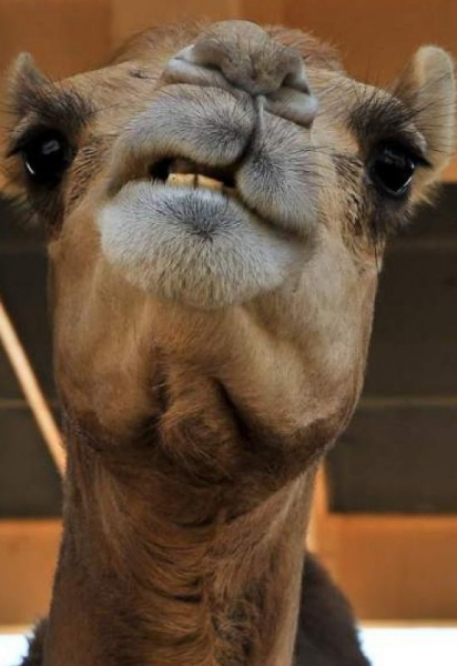 Любопытные факты о верблюдах