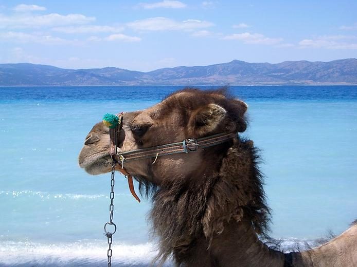 Любопытные факты о верблюдах