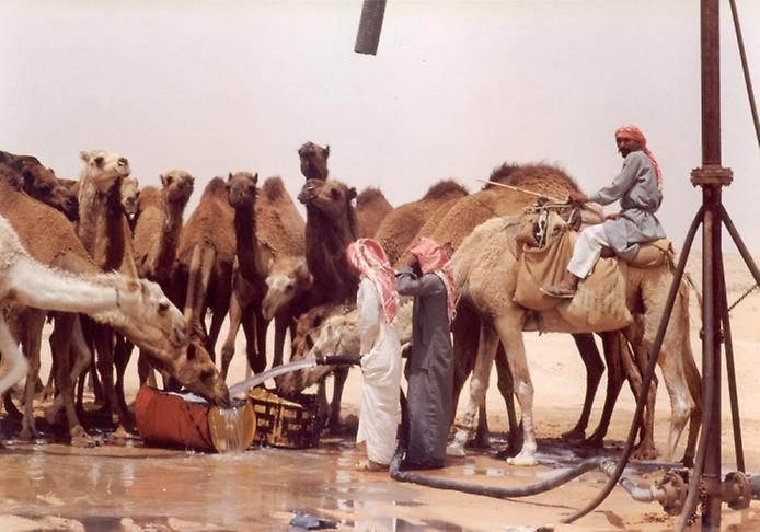 Любопытные факты о верблюдах