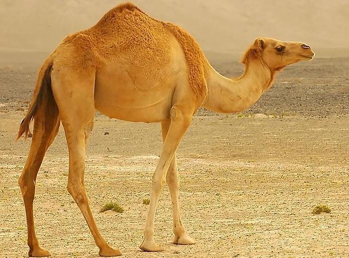 Любопытные факты о верблюдах