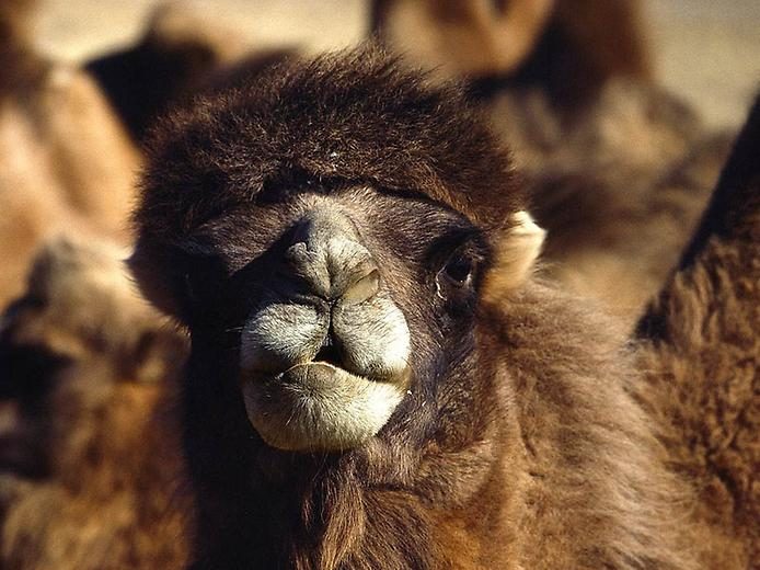 Любопытные факты о верблюдах