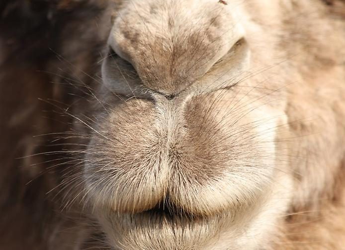 Любопытные факты о верблюдах