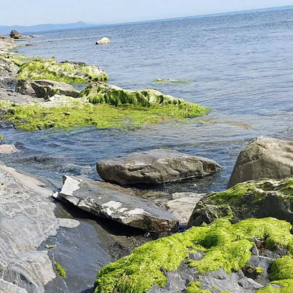 Такого ужаса не видела никогда: туристка рассказывает об отдыхе под Туапсе