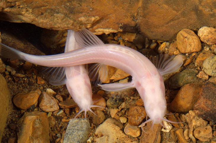 Затерянный мир Чунцин