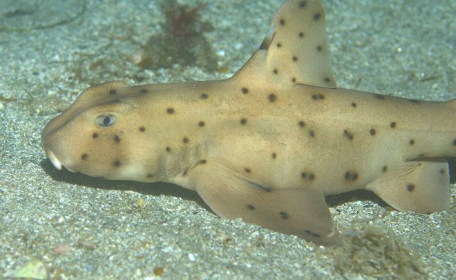 10 cамых странных акул, известных нам сегодня