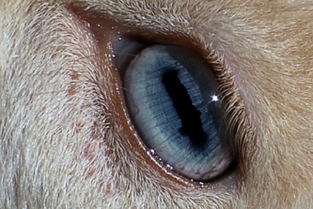 10 удивительных странностей природы