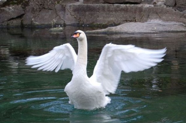 10 удивительных странностей природы