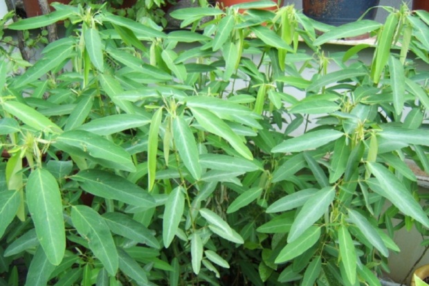 10 удивительных странностей природы