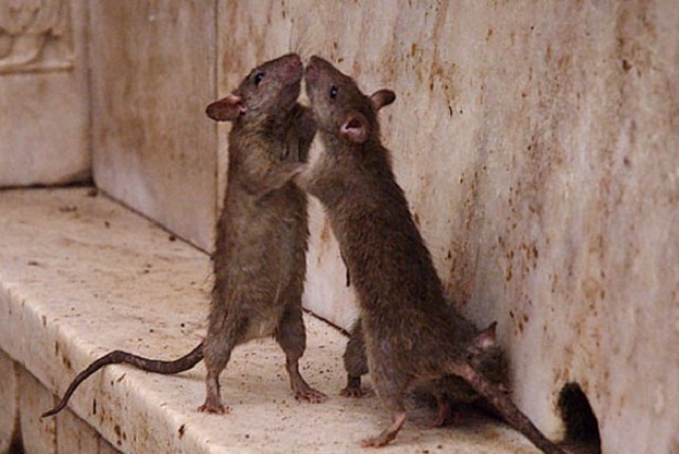 10 удивительных странностей природы