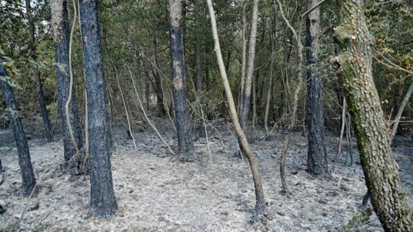 От Тенерифе до Греции - в Европе бушуют лесные пожары. Фото