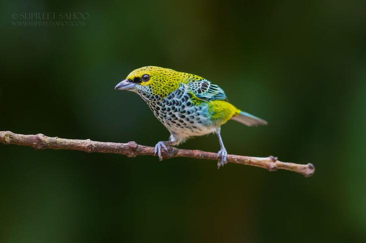 30 красивых животных, которых можно встретить в Коста-Рике