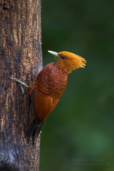 30 красивых животных, которых можно встретить в Коста-Рике