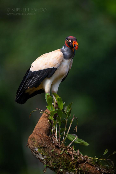 30 красивых животных, которых можно встретить в Коста-Рике