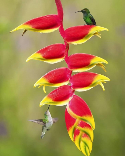 30 красивых животных, которых можно встретить в Коста-Рике