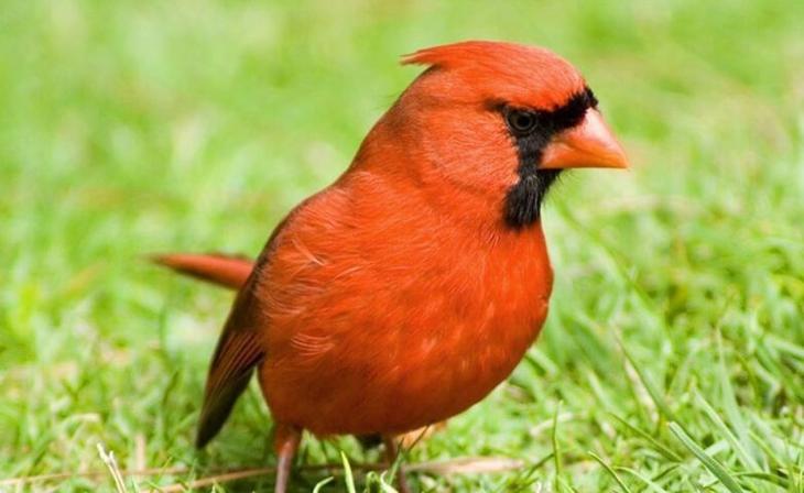 7 самых опасных пернатых планеты