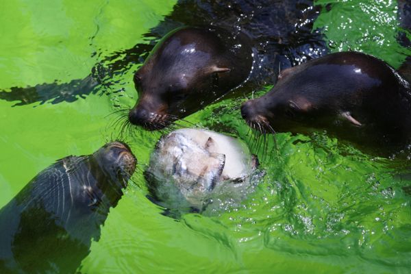 Рекордная жара в Европе: лесные пожары, высохшие озера и люди в фонтанах. Фотографии горящего континента