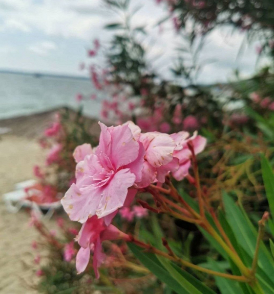 «Больше не тянет»: туристка делится смешанными впечатлениями от отдыха в Абхазии