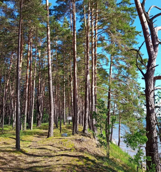 Качество услуг выше, чем у нас: отзыв об отдыхе в санатории Белоруссии