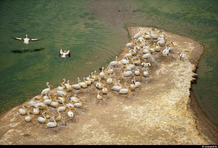 Казахстан: каким его видят птицы