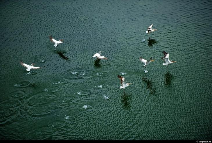 Казахстан: каким его видят птицы