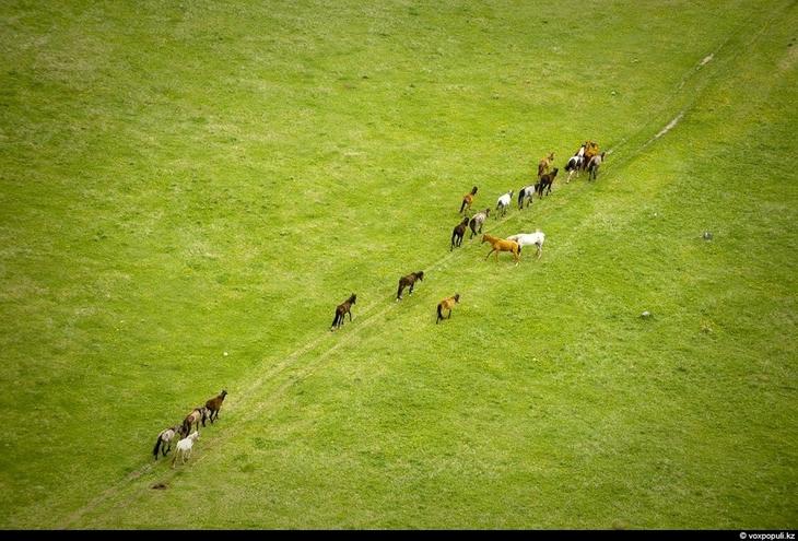 Казахстан: каким его видят птицы