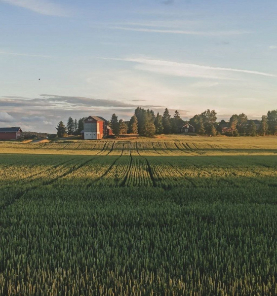 «Ко всем тут относились одинаково плохо»: отзыв о работе на ферме в Финляндии