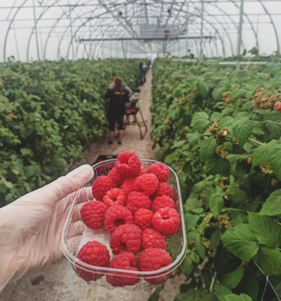 «Ко всем тут относились одинаково плохо»: отзыв о работе на ферме в Финляндии