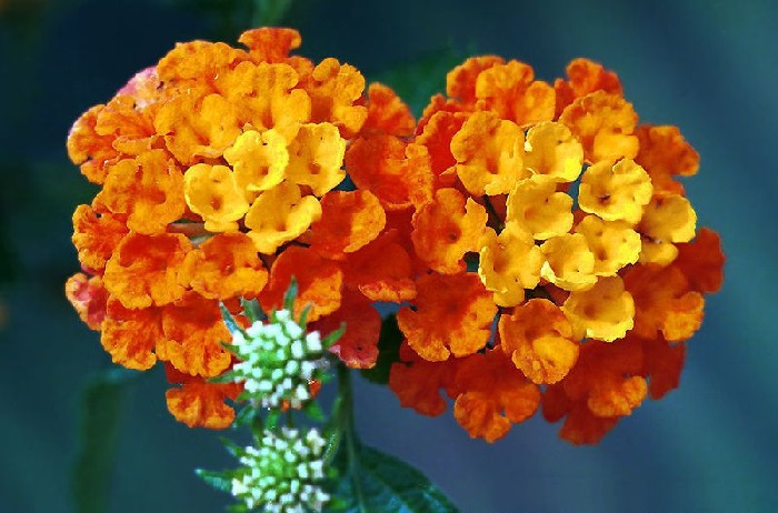 Рай для души эстета: 10 самых прекрасных цветов в мире