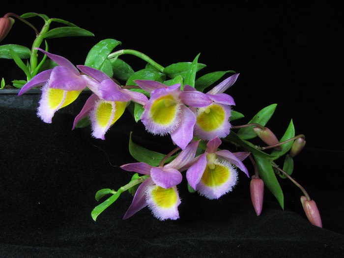 Рай для души эстета: 10 самых прекрасных цветов в мире