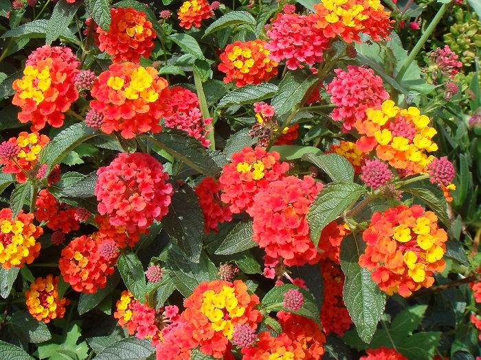 Рай для души эстета: 10 самых прекрасных цветов в мире