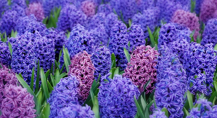 Рай для души эстета: 10 самых прекрасных цветов в мире